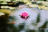 Tiergarten Schönbrunn ( Wien)2017 08 12.DSC_0558_ergebnis